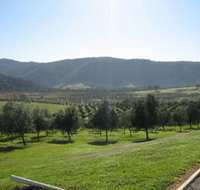 Hastings Valley Olives - New South Wales Tourism 