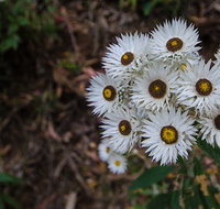 Hastings Forest Way touring route - New South Wales Tourism 