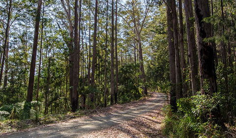 Hastings Forest Way Touring Route - New South Wales Tourism  1