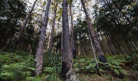 Hastings Forest Way Touring Route - New South Wales Tourism  2