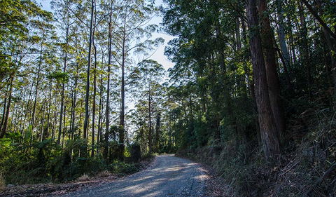 Hastings Forest Way Touring Route - New South Wales Tourism  3