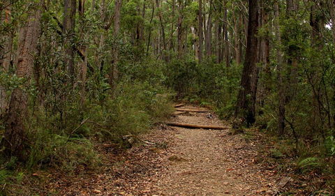 Pigeon House Mountain Didthul Walking Track - New South Wales Tourism  0