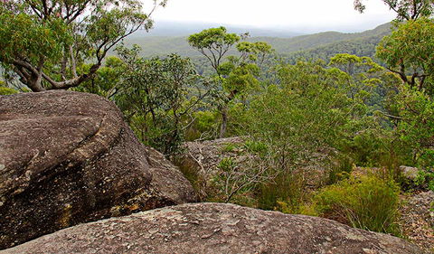 Pigeon House Mountain Didthul Walking Track - New South Wales Tourism  1