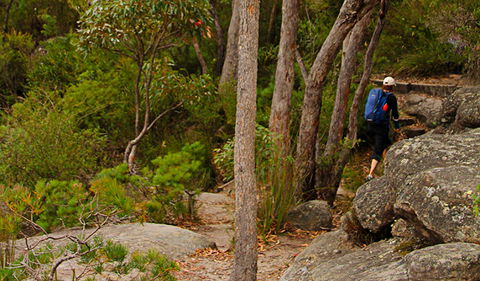 Pigeon House Mountain Didthul Walking Track - New South Wales Tourism  3