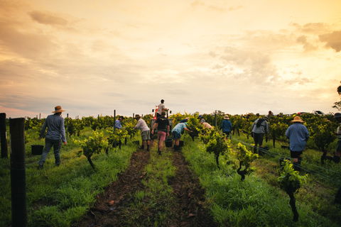 Tyrrells Vineyards - New South Wales Tourism  1