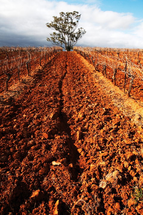 Tyrrells Vineyards - New South Wales Tourism  3