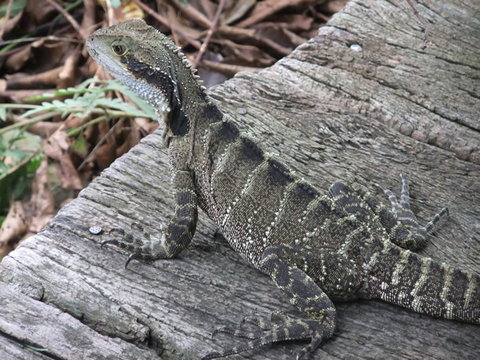 Campbells Store Craft Centre - New South Wales Tourism  1