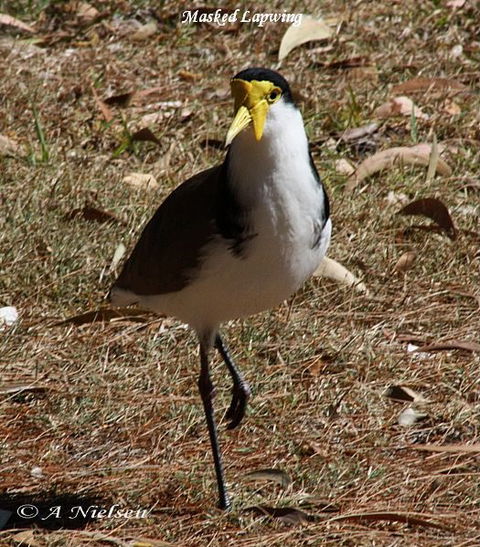 Cooloola Nature - New South Wales Tourism  6
