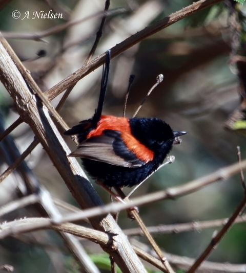Cooloola Nature - New South Wales Tourism  7