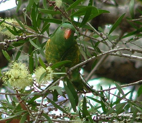 Cooloola Nature - New South Wales Tourism  8