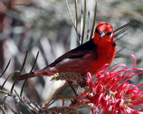 Cooloola Nature - New South Wales Tourism  9