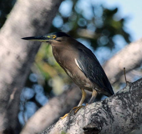 Cooloola Nature - New South Wales Tourism  10