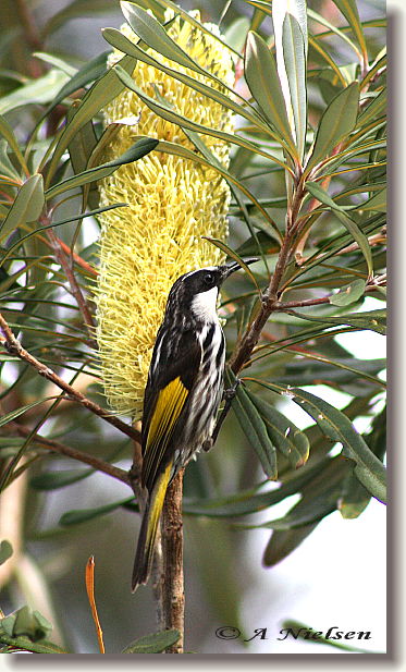 Cooloola Nature - New South Wales Tourism  11