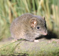 Munmorah State Conservation Area - New South Wales Tourism 