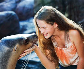 Sea Life Sunshine Coast - New South Wales Tourism  1