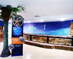 Sea Life Sunshine Coast - New South Wales Tourism  2