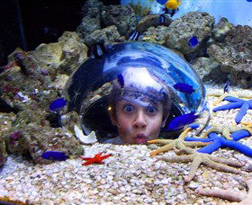 Sea Life Sunshine Coast - New South Wales Tourism  0