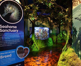 Sea Life Sunshine Coast - New South Wales Tourism  3