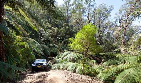 Wadbilliga Road Drive - New South Wales Tourism  3