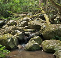 Booyong walking track - New South Wales Tourism 