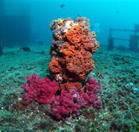 HMAS Brisbane Dive Site - New South Wales Tourism 