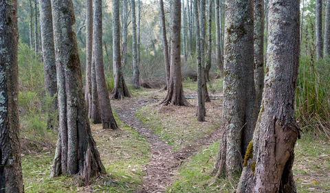 Anabranch Loop Track - New South Wales Tourism  1