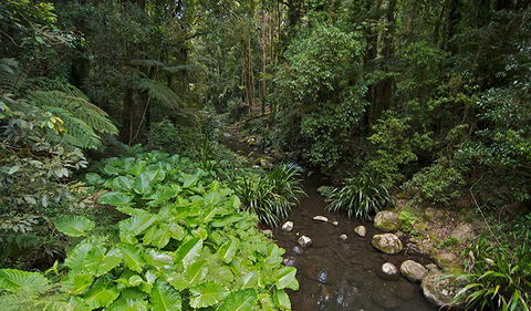 Brindle Creek Picnic Area - New South Wales Tourism  1