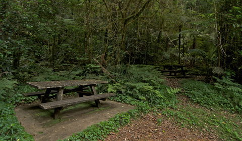 Brindle Creek Picnic Area - New South Wales Tourism  2