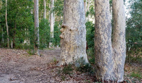 Delta Track - New South Wales Tourism  3