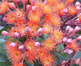 Peaceful Bay - New South Wales Tourism  2