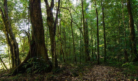 Botanic Walk - New South Wales Tourism  1