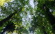 Botanic Walk - thumb 0