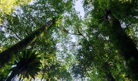 Botanic Walk - New South Wales Tourism  0