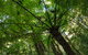 Botanic Walk - thumb 2