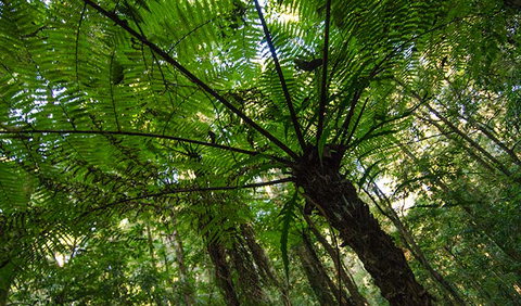 Botanic Walk - New South Wales Tourism  2