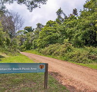 Antarctic Beech picnic area - New South Wales Tourism 