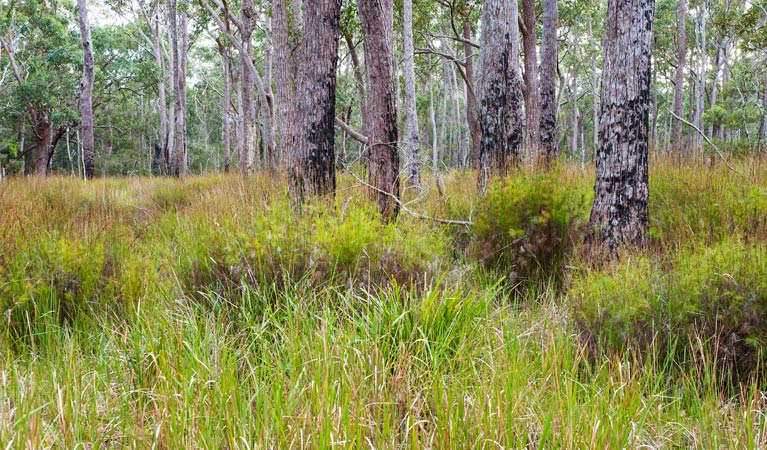  New South Wales Tourism 