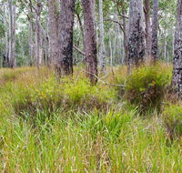 Narrawallee Inlet walking track - New South Wales Tourism 
