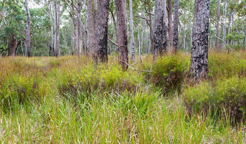 Narrawallee Inlet Walking Track - New South Wales Tourism  0