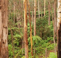 Cycle Mogo State Forest - New South Wales Tourism 