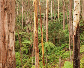 Cycle Mogo State Forest - New South Wales Tourism  0