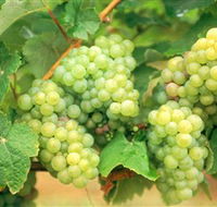 Red Tail Wines - New South Wales Tourism 