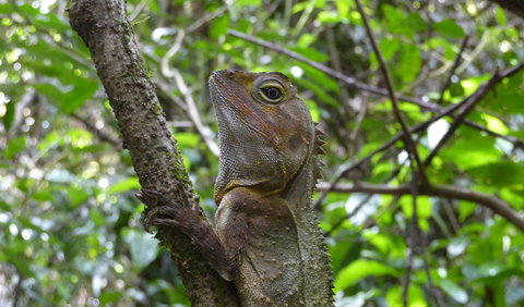 Boorganna Nature Reserve - New South Wales Tourism  3