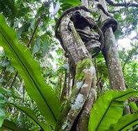 Tamborine Rainforest Skywalk - New South Wales Tourism 
