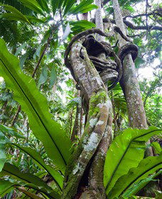 Tamborine Rainforest Skywalk - New South Wales Tourism  0
