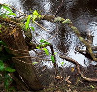 Mogo Bushwalk - New South Wales Tourism 