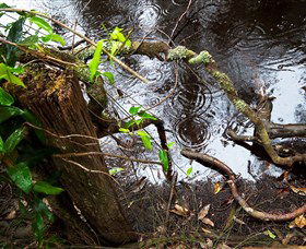 Mogo Bushwalk - New South Wales Tourism  0