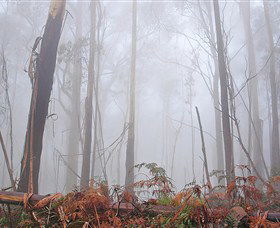 Mogo Bushwalk - New South Wales Tourism  1