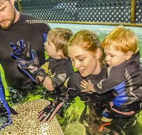 Irukandji Shark and Ray Encounters - New South Wales Tourism 