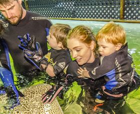 Irukandji Shark And Ray Encounters - New South Wales Tourism  0